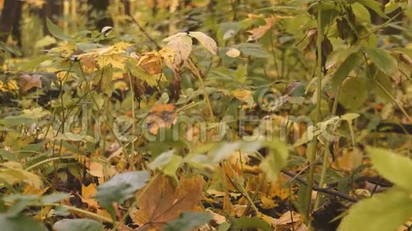 秋天树林里的草视频的预览图