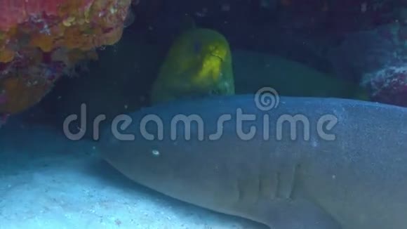 珊瑚礁中的鳗鱼和鲨鱼视频的预览图
