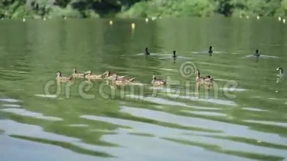 河里的鸭子视频的预览图