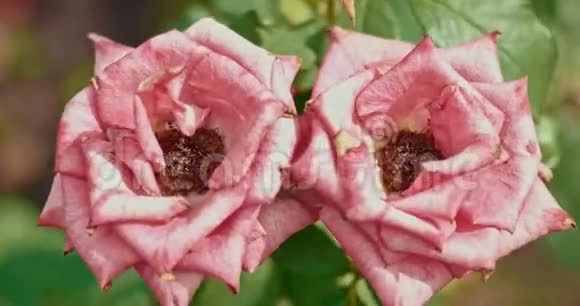 在花园里枯萎粉红色的玫瑰风天花园里的淡粉色玫瑰视频的预览图