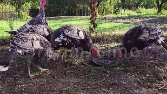 有机养殖场的家用火鸡视频的预览图