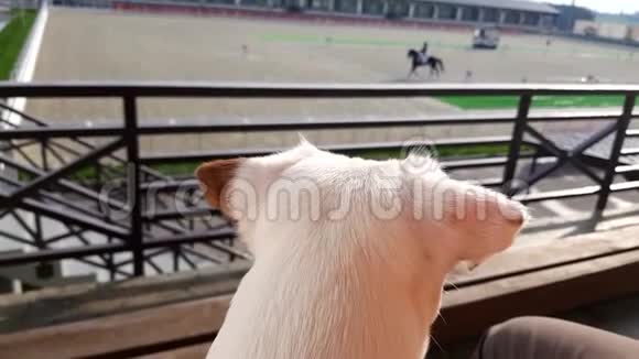 白色小狗看马秀装比赛视频的预览图