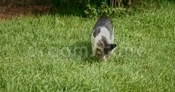 猫在春天嗅草视频的预览图