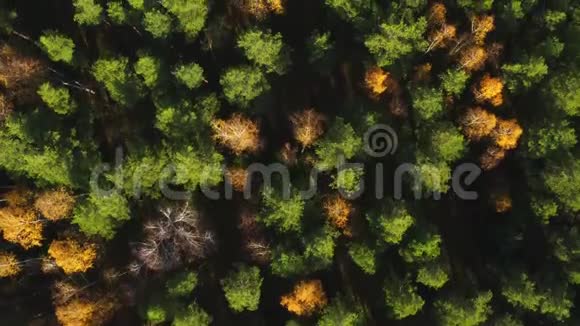 秋天西伯利亚的混合森林视频的预览图