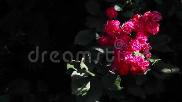 黑暗背景上一丛美丽的红玫瑰在风中摇曳视频的预览图