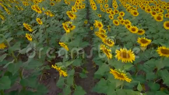摄像机在向日葵的田野农业收获农业文化视频的预览图