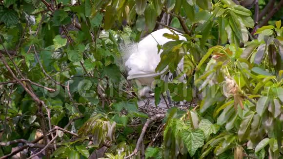 慢动作成年小白鹭在春天在树上筑巢小鸡视频的预览图