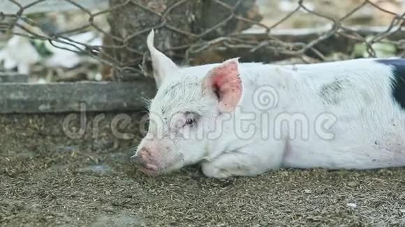 小白家猪躺在地上的全景视频的预览图