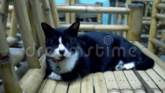 黑白猫躺在竹椅上视频的预览图
