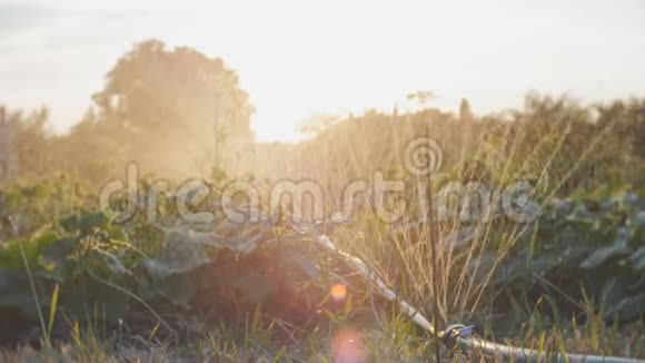 在4K的阳光下在日落时用灌溉浇灌黄瓜链视频的预览图