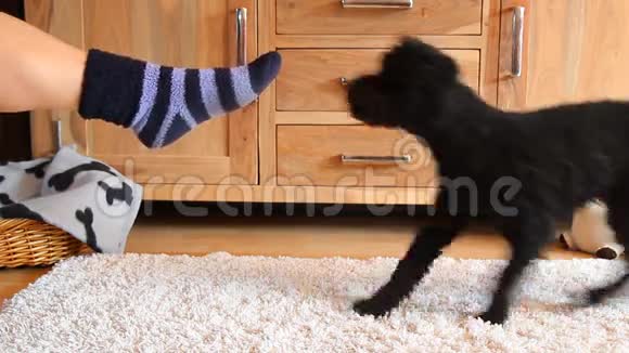 狗脱掉袜子视频的预览图
