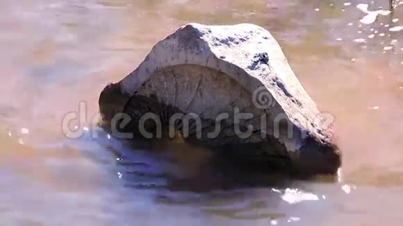 水中的石头图腾2视频的预览图