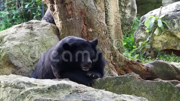 亚洲黑熊在岩石上休息另一只熊在背景中行走视频的预览图