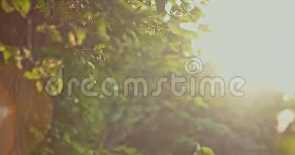 背光拍摄太阳耀斑的榆树叶子在风中移动视频的预览图