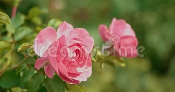 花园里新鲜的粉红色玫瑰秋天刮风的一天花园里的淡粉色玫瑰视频的预览图