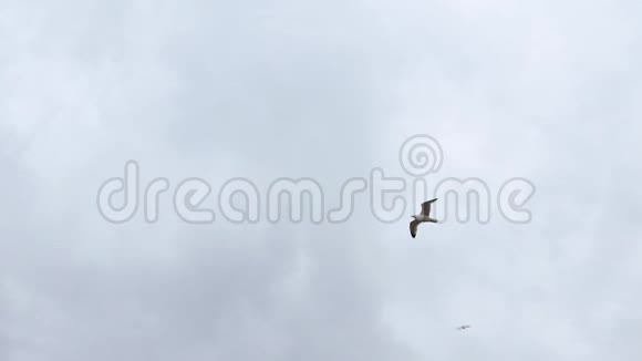 群居普通海鸥在地中海海滨飞行的慢动作视频的预览图