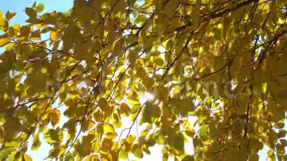 美丽的太阳透过秋天的黄叶照出视频的预览图