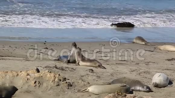 位于加利福尼亚州圣西缅的象海豹景观点是沿海1号公路上的一个著名地标视频的预览图