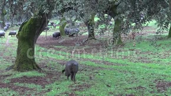 4K西班牙猪在田里吃橡子是冬天下雨的一天视频的预览图