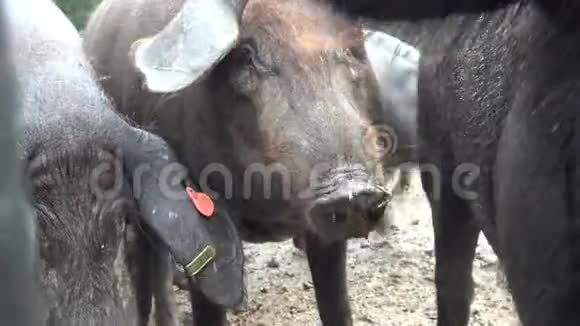 4K西班牙猪在田里吃橡子是冬天下雨的一天视频的预览图