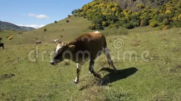 在一片绿色的秋天牧场上发现了一头牛山地和畜牧业概念视频的预览图