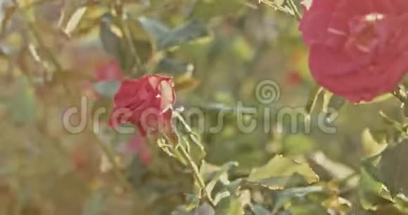 秋天在花园里枯萎的美丽的红色攀援玫瑰视频的预览图