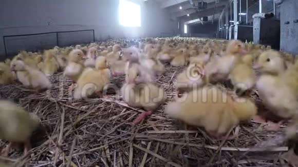 可爱的小鸭子在普特利农场种肉视频的预览图