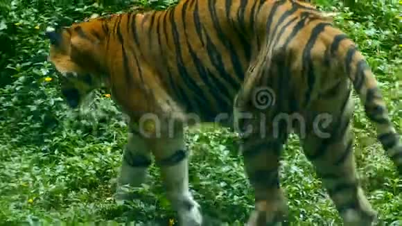 大老虎在草地附近散步视频的预览图