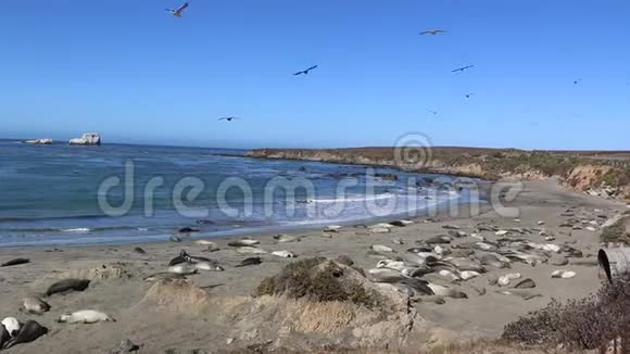 位于加利福尼亚州圣西缅的象海豹景观点是沿海1号公路上的一个著名地标视频的预览图