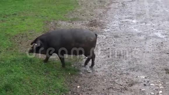 4K西班牙猪在田里吃橡子是冬天下雨的一天视频的预览图