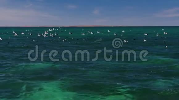 海鸥风景照视频的预览图
