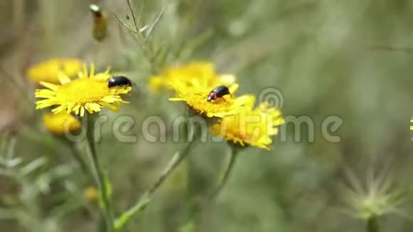 红颈甲虫在黄色地中海跳蚤野花上视频的预览图