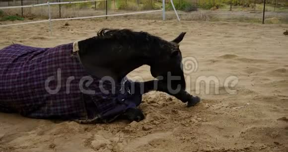 马躺在牧场起床4k视频的预览图