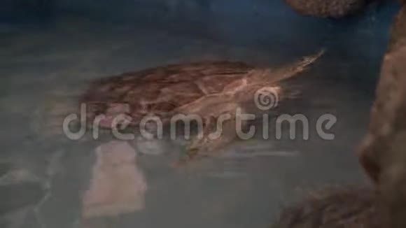 水族馆里的海龟水下射击视频的预览图