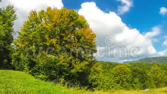 秋色绚丽的树木草地和山丘视频的预览图