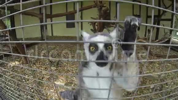 马达加斯加猫鼬环尾LemurLemurcat视频的预览图