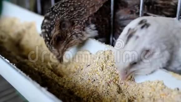 五颜六色的小鸟吃食物视频的预览图