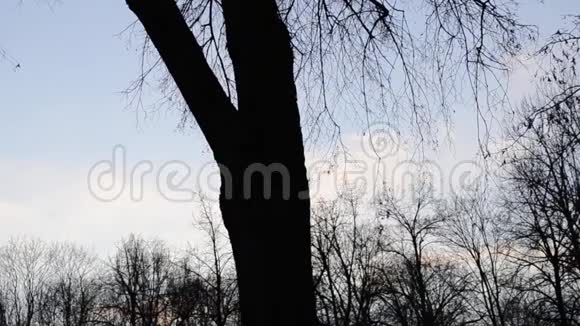 蓝天背景上的树干和细枝视频的预览图