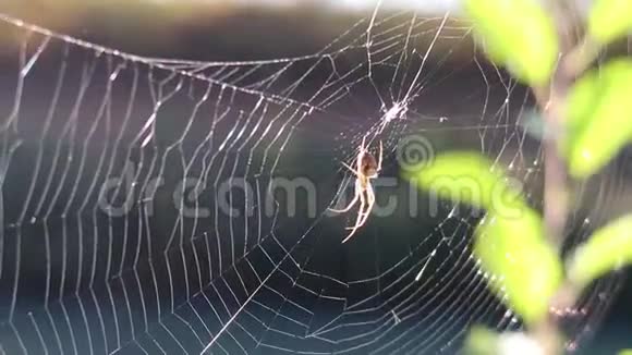 蜘蛛挂在网上视频的预览图