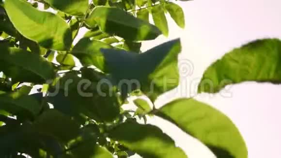 特写镜头在阳光下在风中摇曳着核桃的大绿叶一排排健康的核桃树在农村视频的预览图