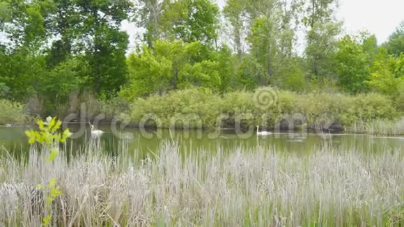 湖上的白色野生天鹅视频的预览图