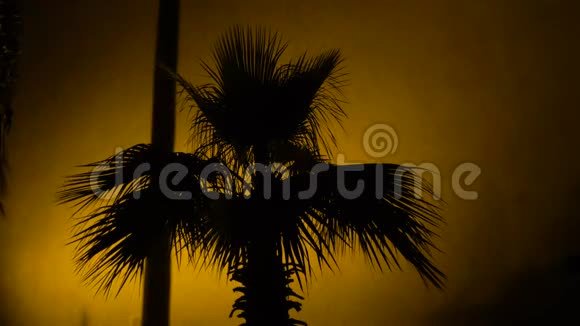 夜晚古堡墙上一棵棕榈树的阴影温暖的光照视频的预览图