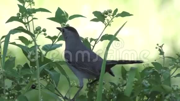 灰猫鸟叫吃浆果视频的预览图