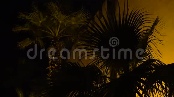 夜晚古堡墙上一棵棕榈树的阴影温暖的光照视频的预览图