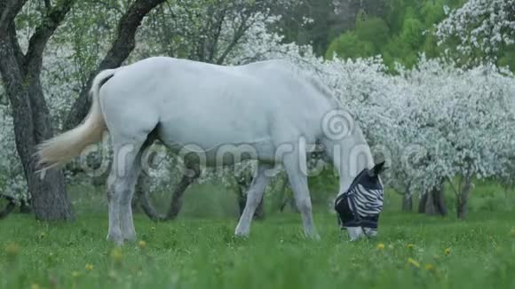 马在盛开的苹果花园吃草视频的预览图