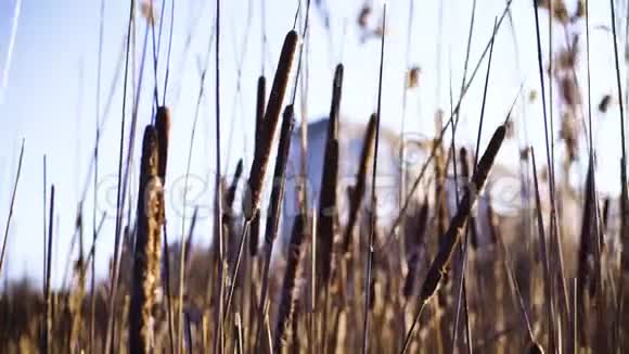 在湖上的芦苇秋日干湖芦苇视频的预览图