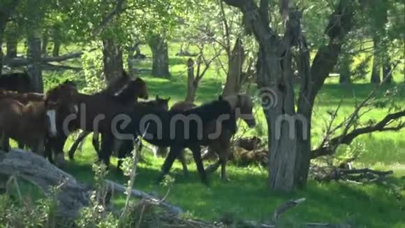 野马在绿色的牧场上奔跑种马的地方视频的预览图