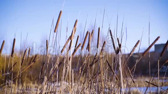 在湖上的芦苇秋日干湖芦苇视频的预览图