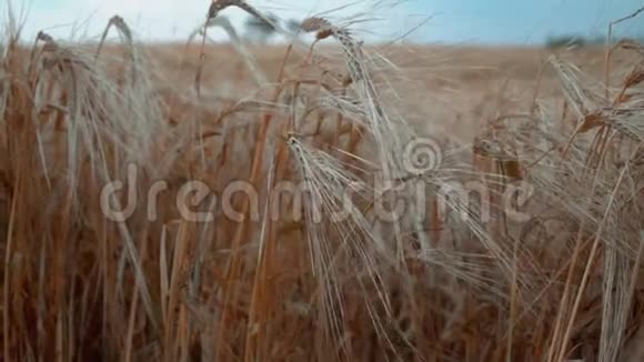 在小麦谷地中关闭干麦头视频的预览图