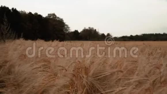 金色麦田全景拍摄视频的预览图